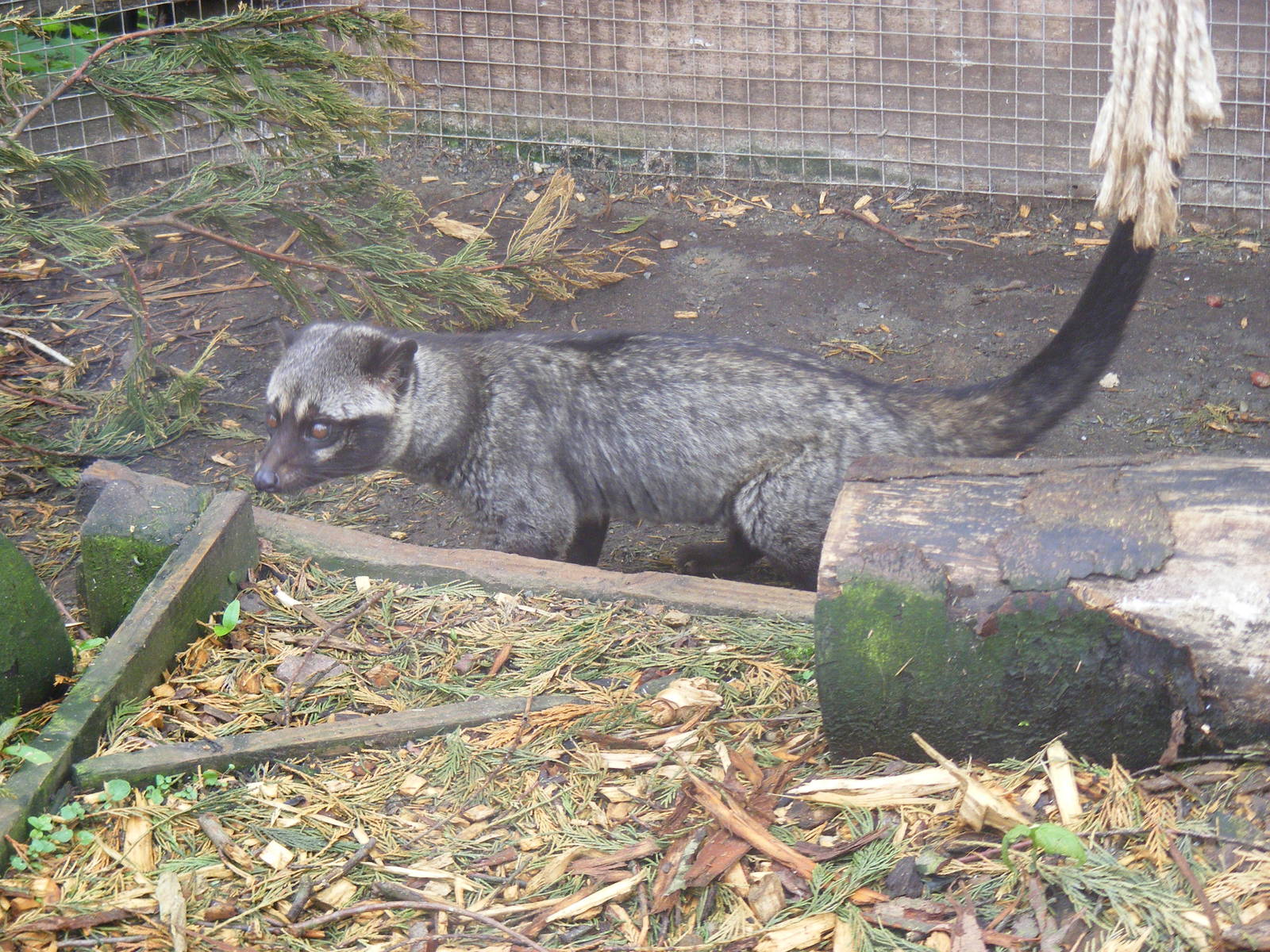 Asian (common) palm civet at Galloway Wildlife Conservation Park, 16 May 20