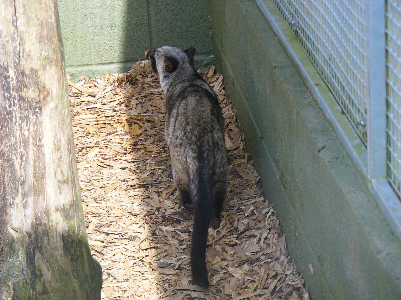 Asian (common) palm civet at Trotters World of Animals, 15 May 2010