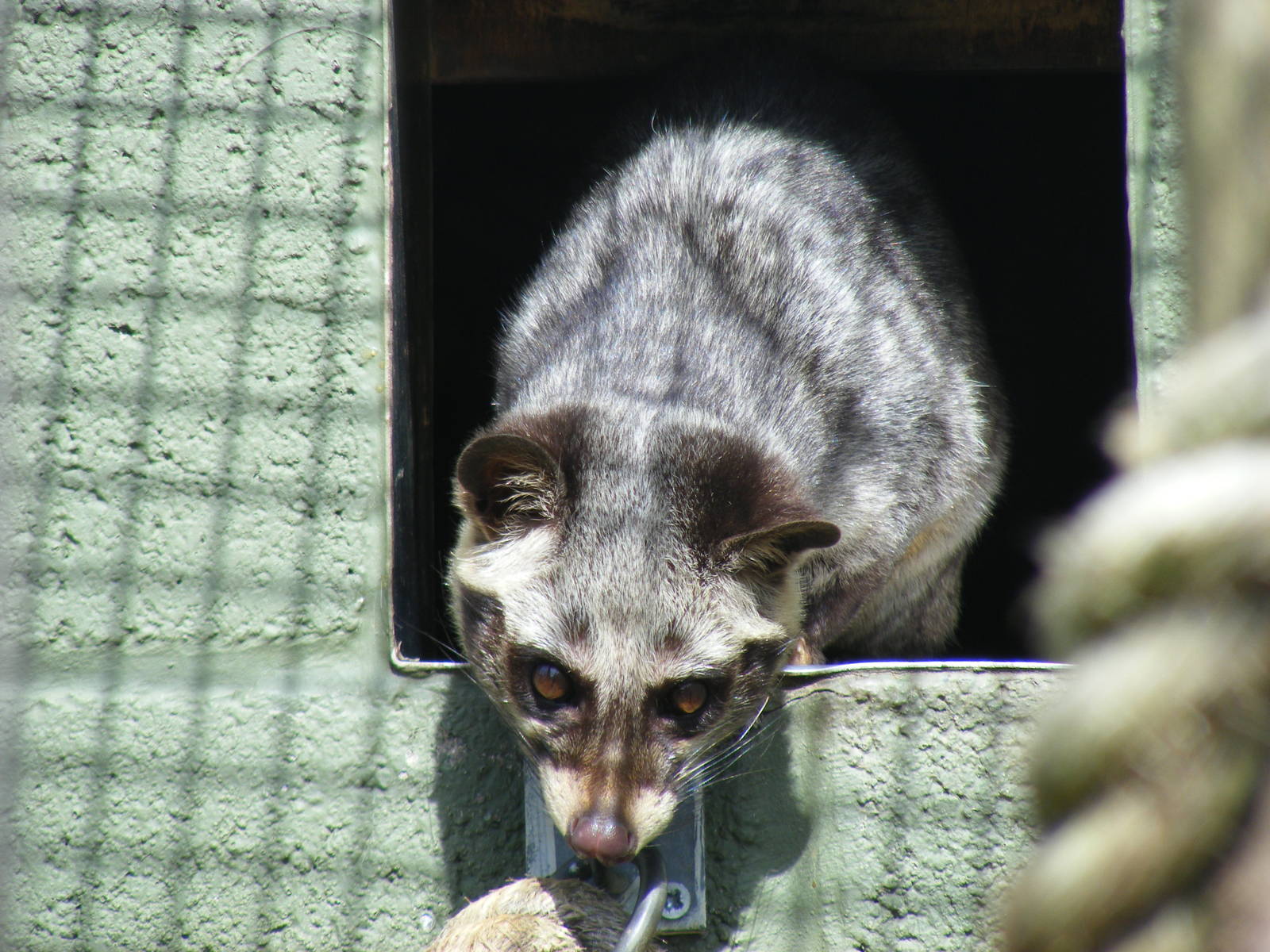 Asian (common) palm civet at Trotters World of Animals, 15 May 2010