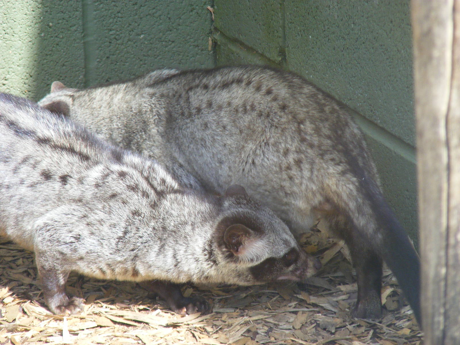 Asian (common) palm civets at Trotters World of Animals, 15 May 2010