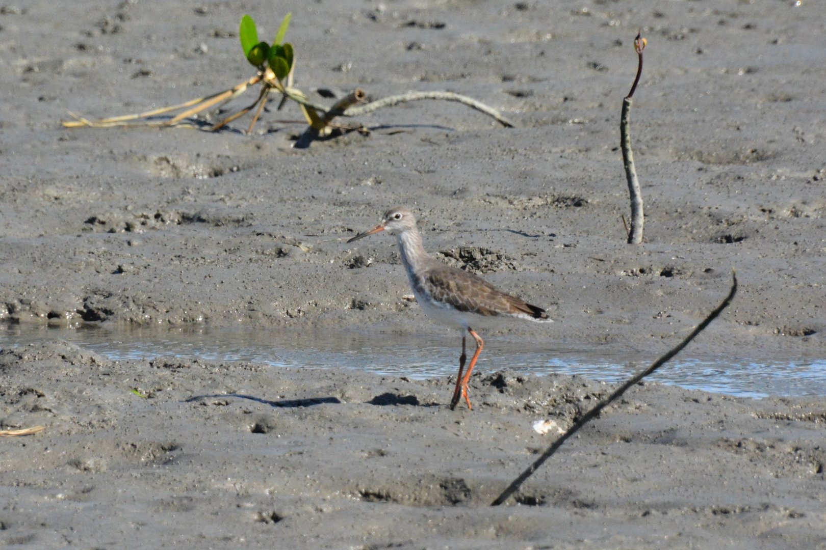 Asian common redshank (Tringa totanus ussuriensis)