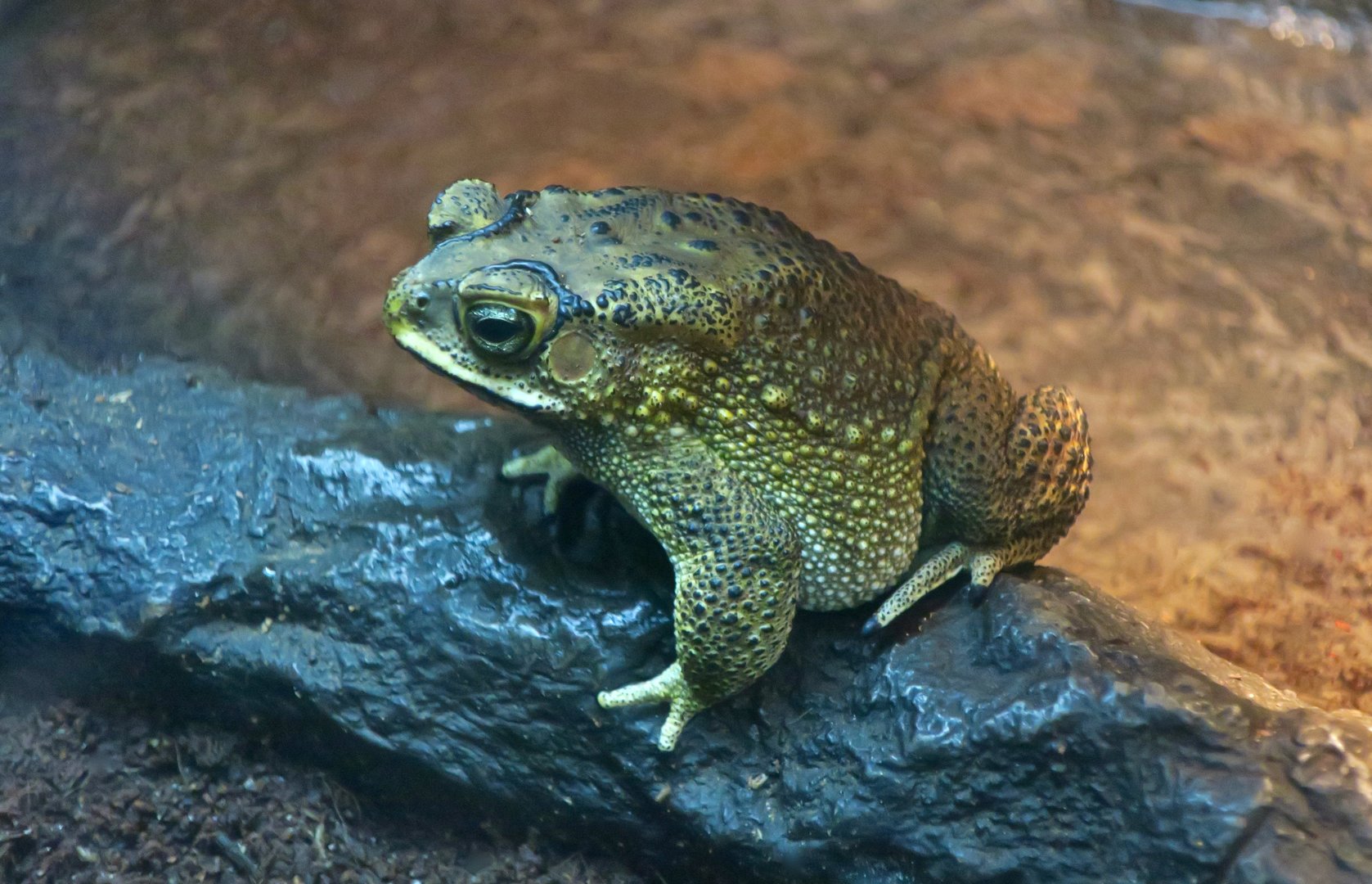 Asian Common Toad (Duttaphrynus melanostictus)
