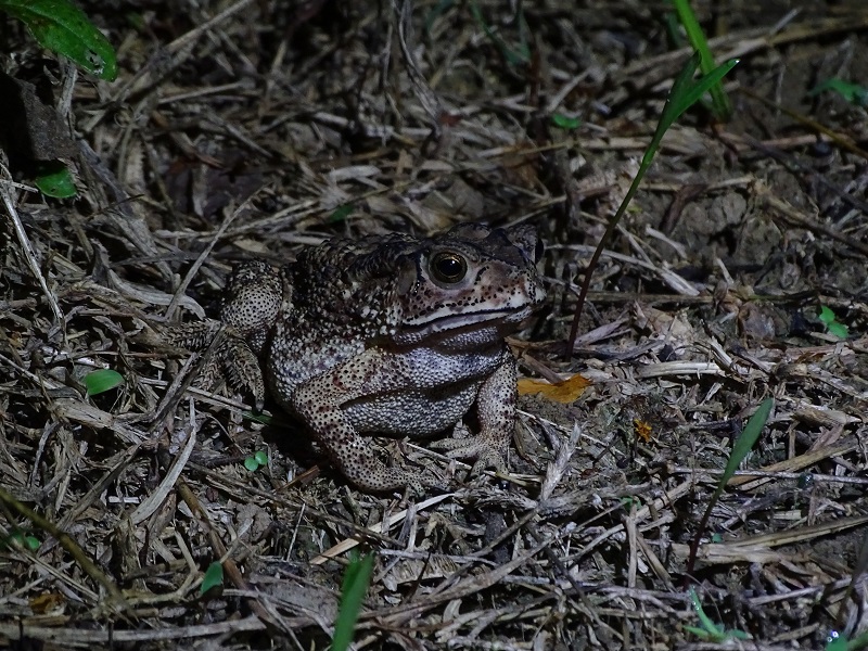 Asian common toad  (Duttaphrynus melanostictus)