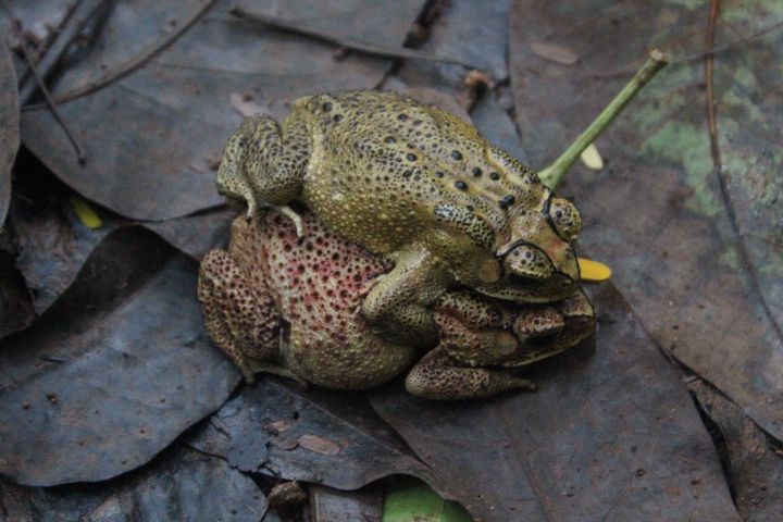 Asian common toad (Duttaphrynus melanostictus)