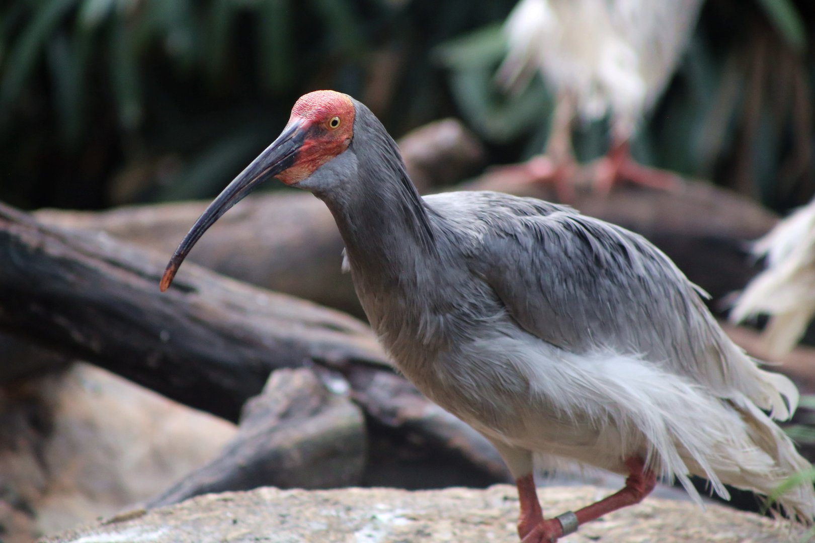 Asian Crested Ibis (Nipponia nippon)