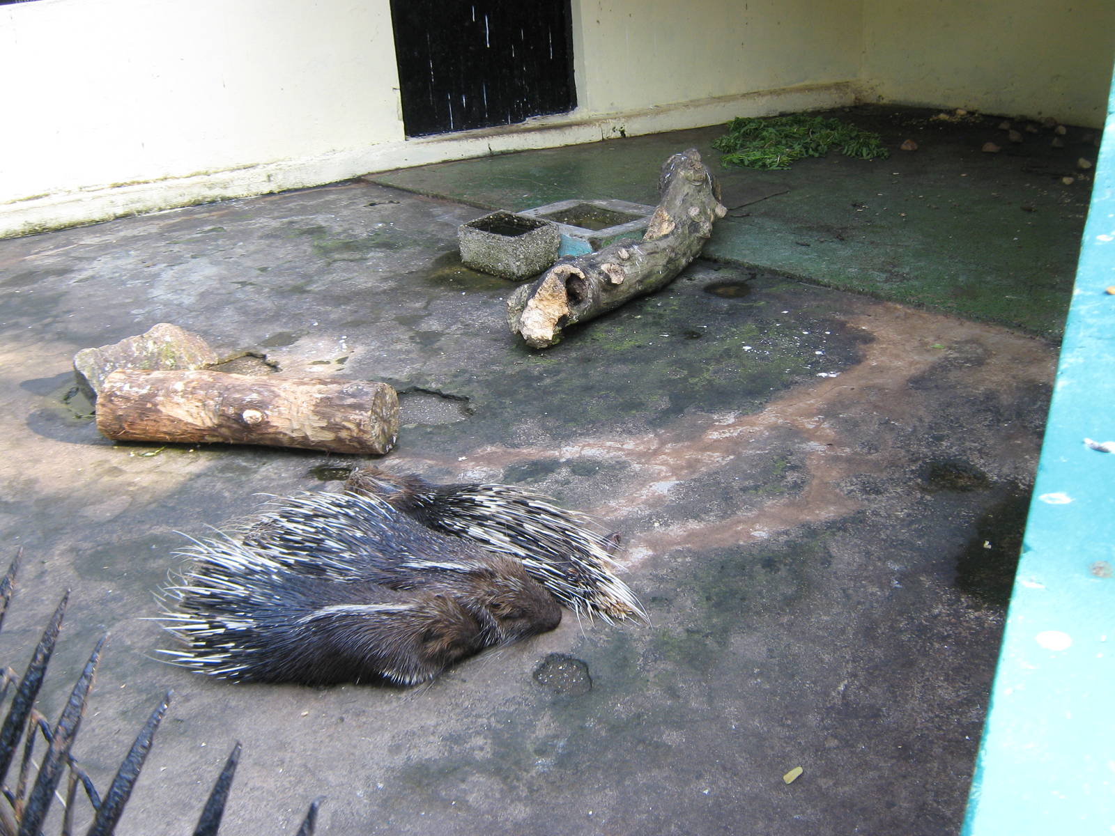 Asian Crested Porcupines (Hystrix brachyura)