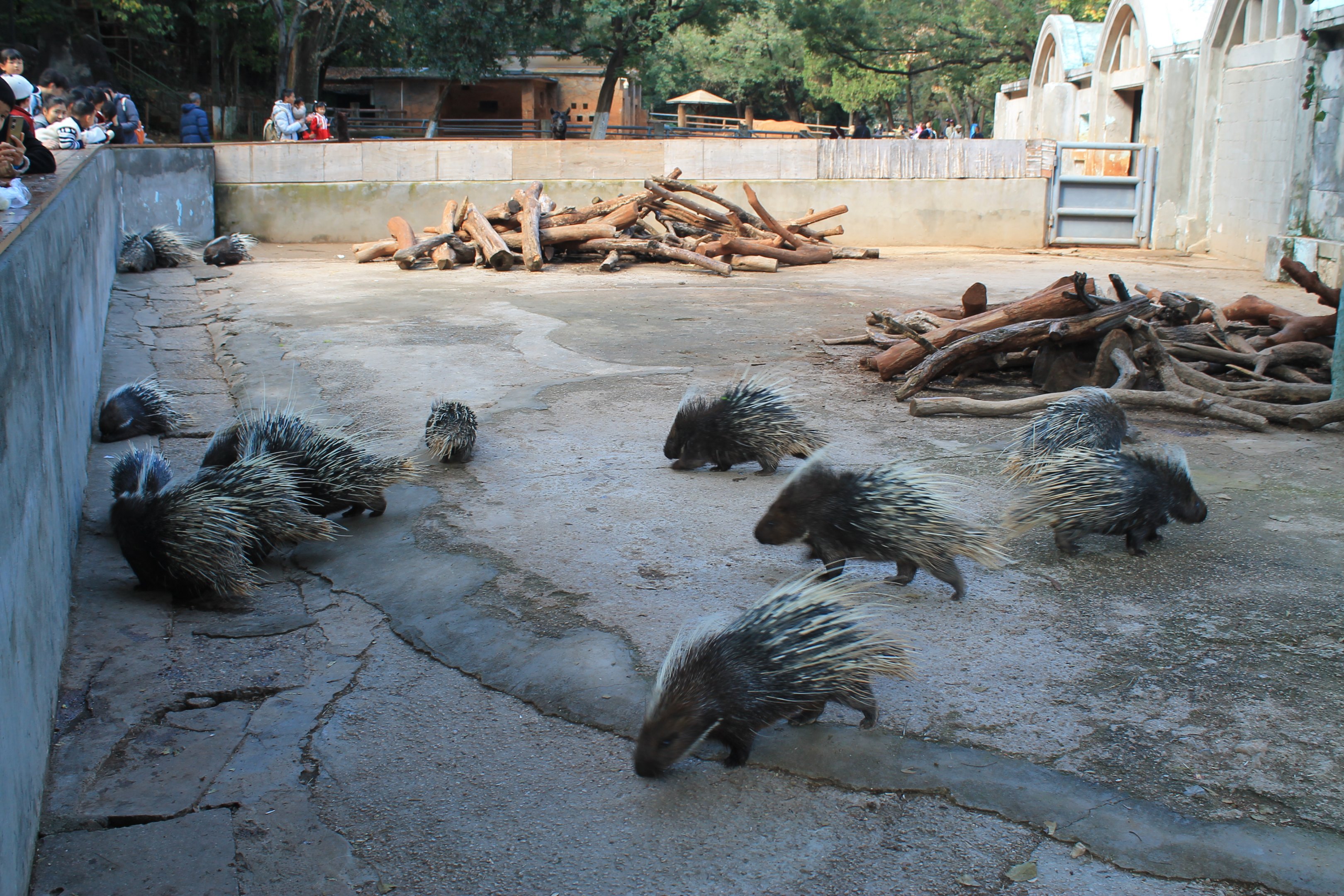 Asian Crested Porcupines (Hystrix brachyura)