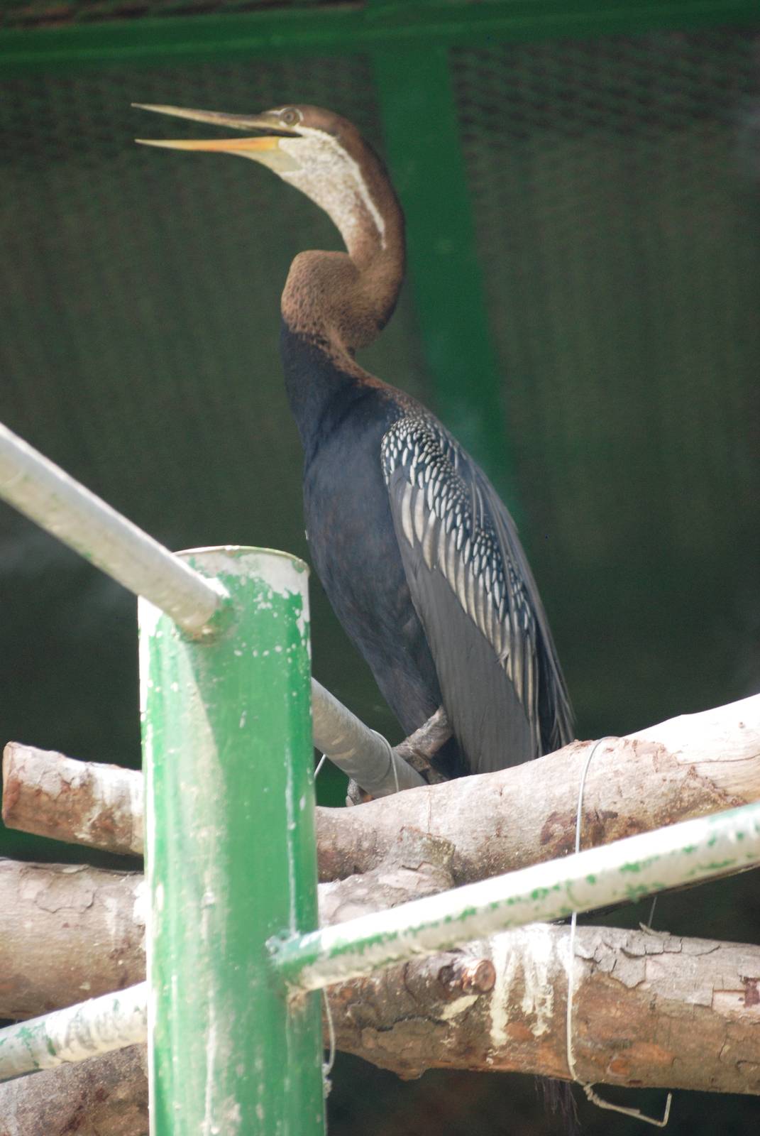 Asian Darter at Saigon Zoo, 16/03/12