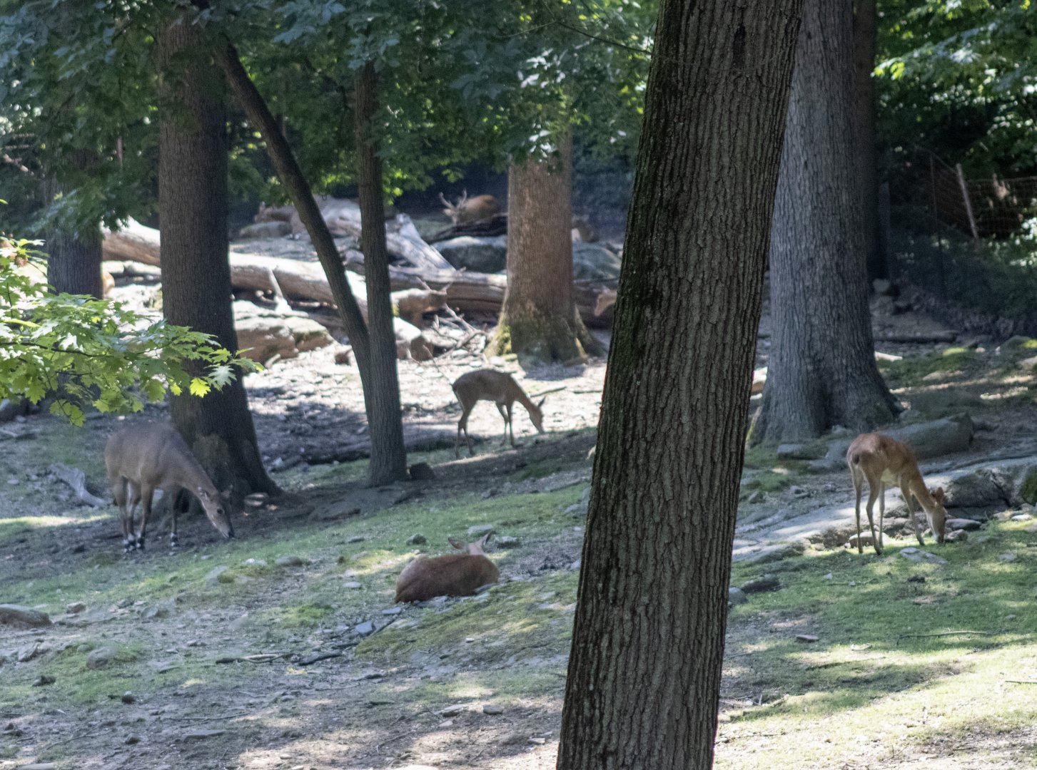 Asian Deer and Antelope