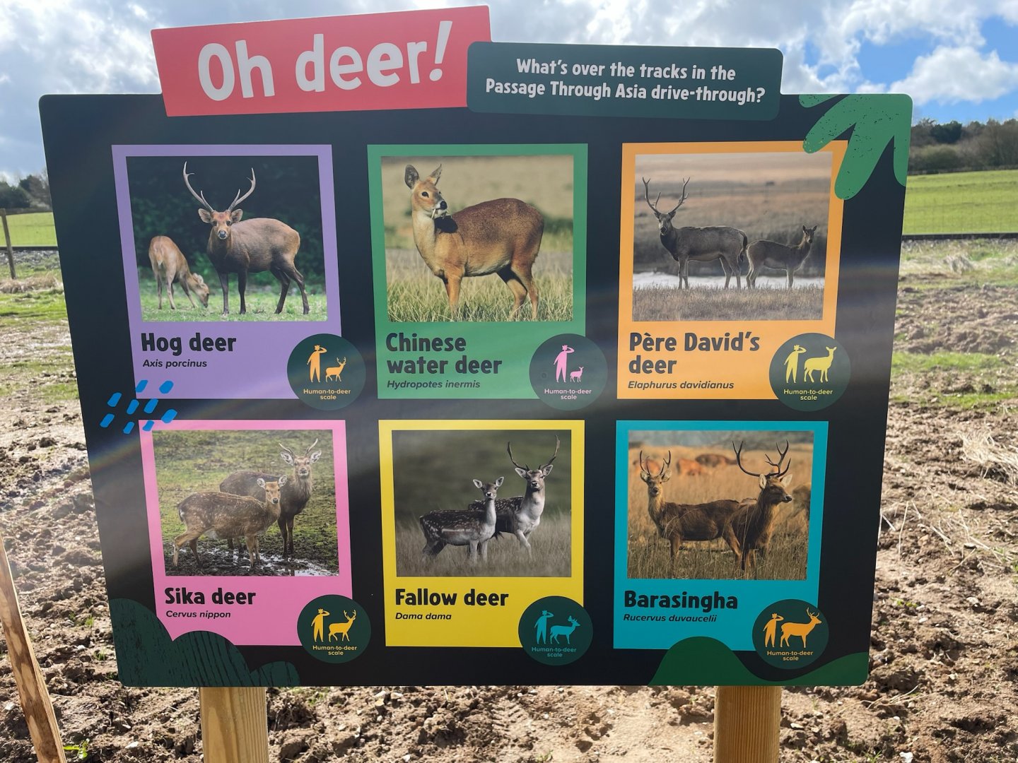 Asian Deer Species Signage