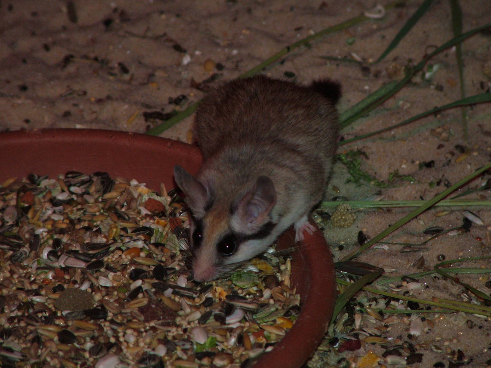 Asian Desert Dormouse (Eliomys melanurus) at Five Sisters Zoo Park 2008
