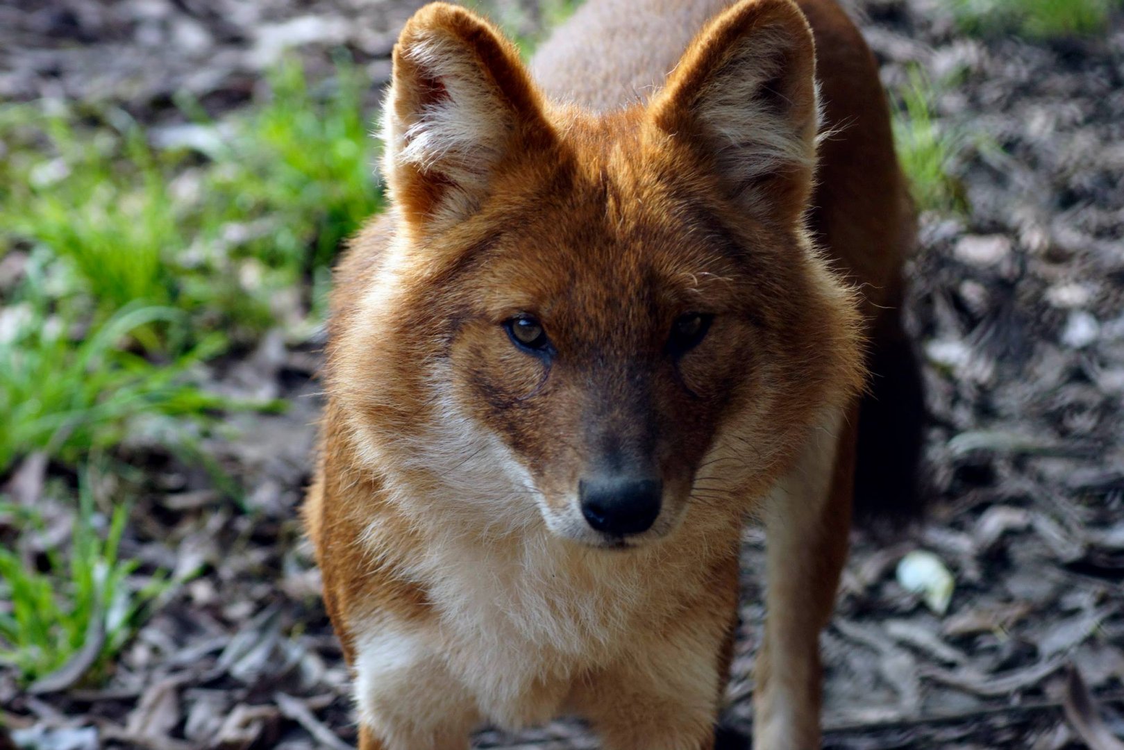 Asian Dhole