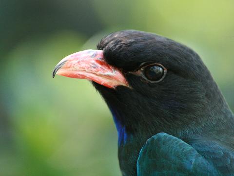 Asian Dollarbird