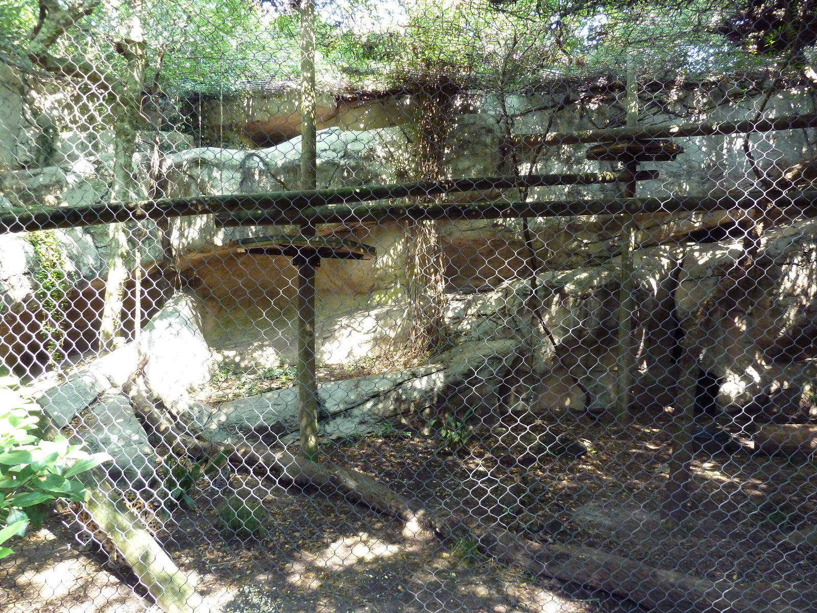 Asian Domain - Amur Leopard Exhibit