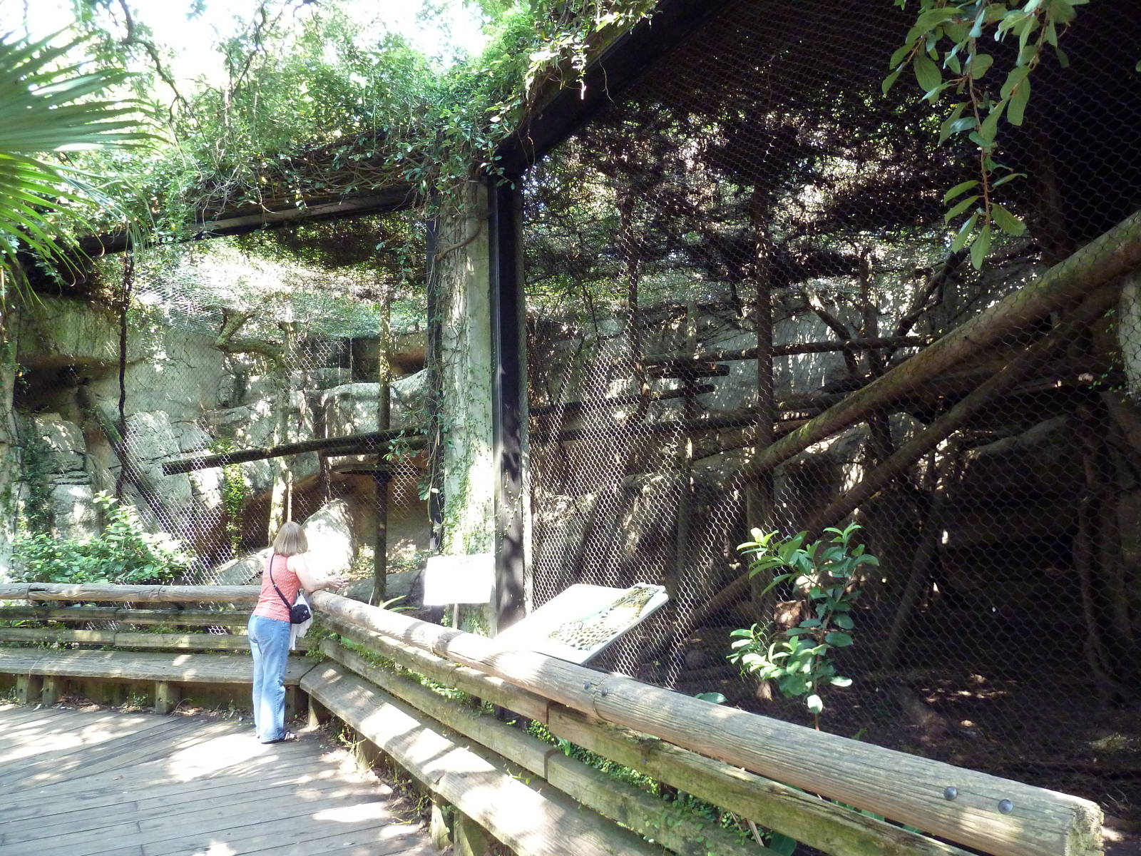 Asian Domain - Amur Leopard Exhibit