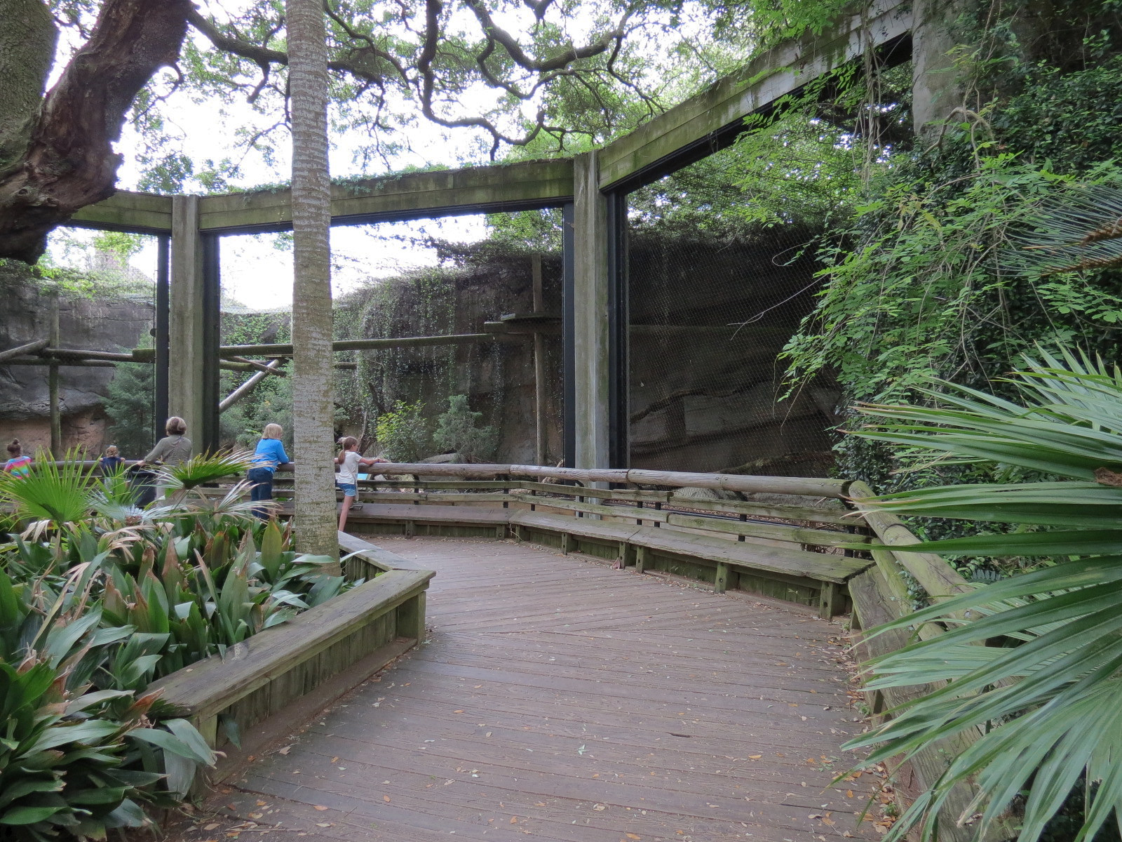 Asian Domain - Amur Leopard Exhibit