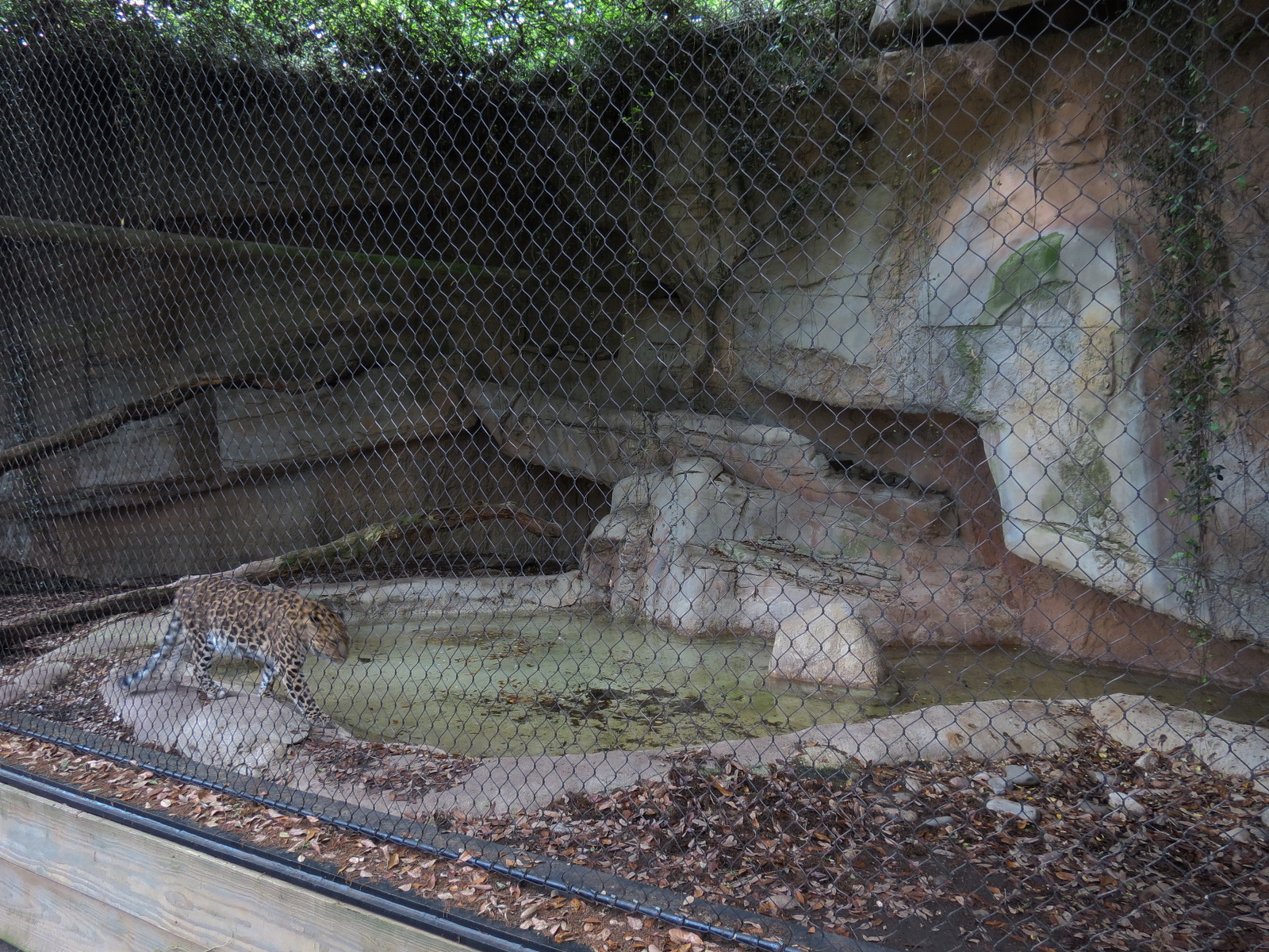 Asian Domain - Amur Leopard Exhibit