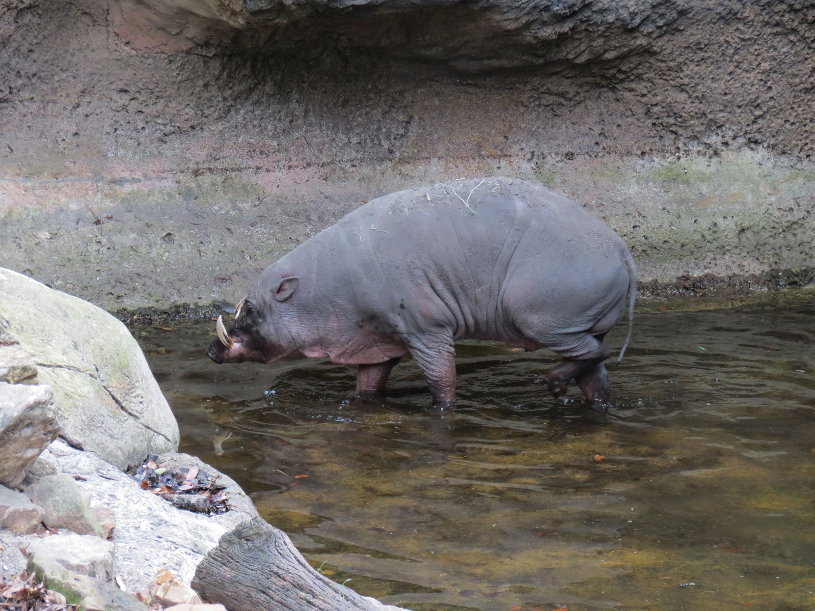 Asian Domain - Asian Small-clawed Otter and Babirusa Exhibit