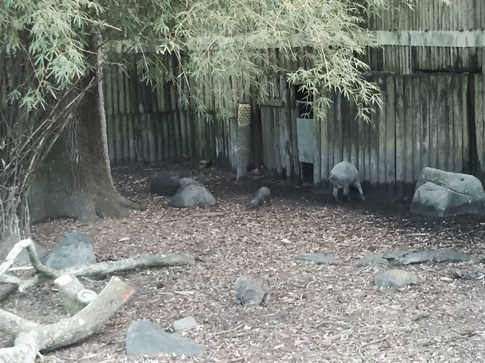 Asian Domain- Babirusa/Asian Small-Clawed Otter