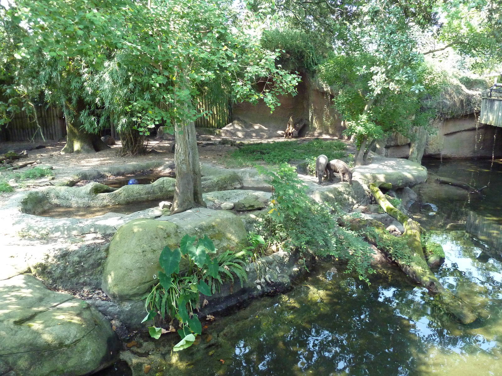 Asian Domain - Babirusa/Small-Clawed Otter Exhibit