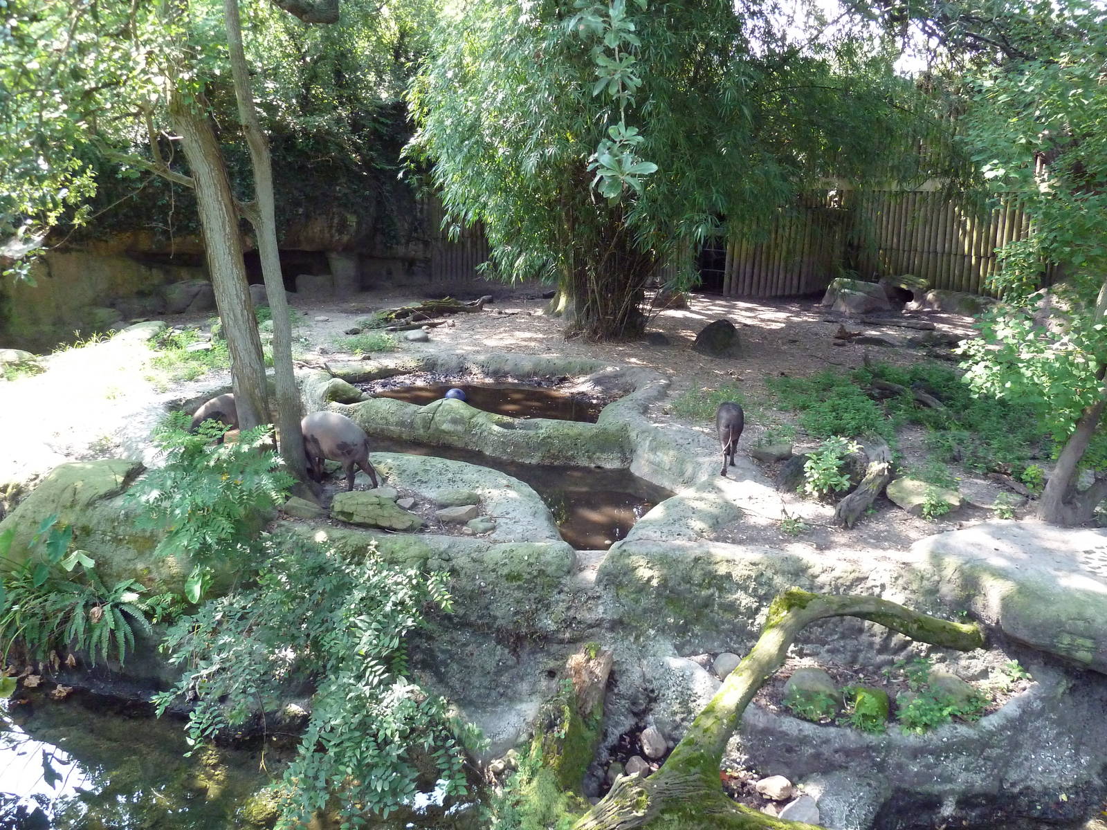 Asian Domain - Babirusa/Small-Clawed Otter Exhibit
