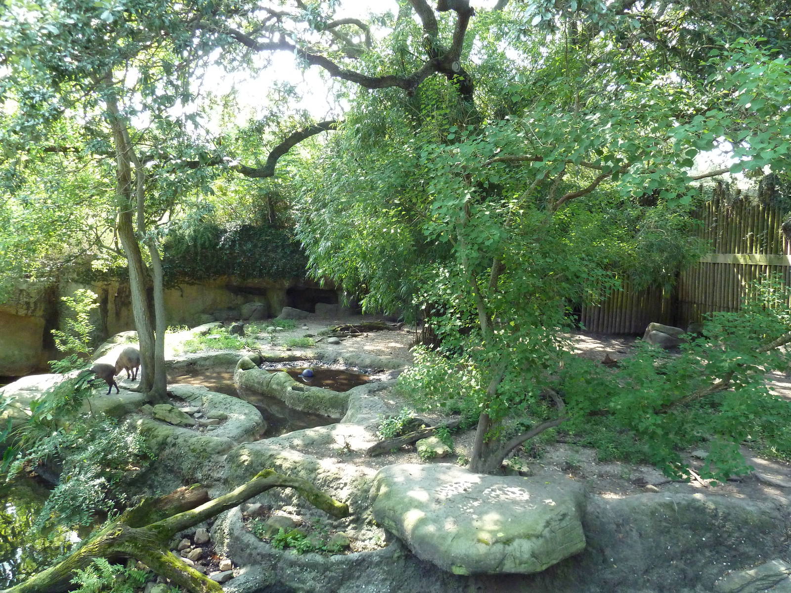Asian Domain - Babirusa/Small-Clawed Otter Exhibit