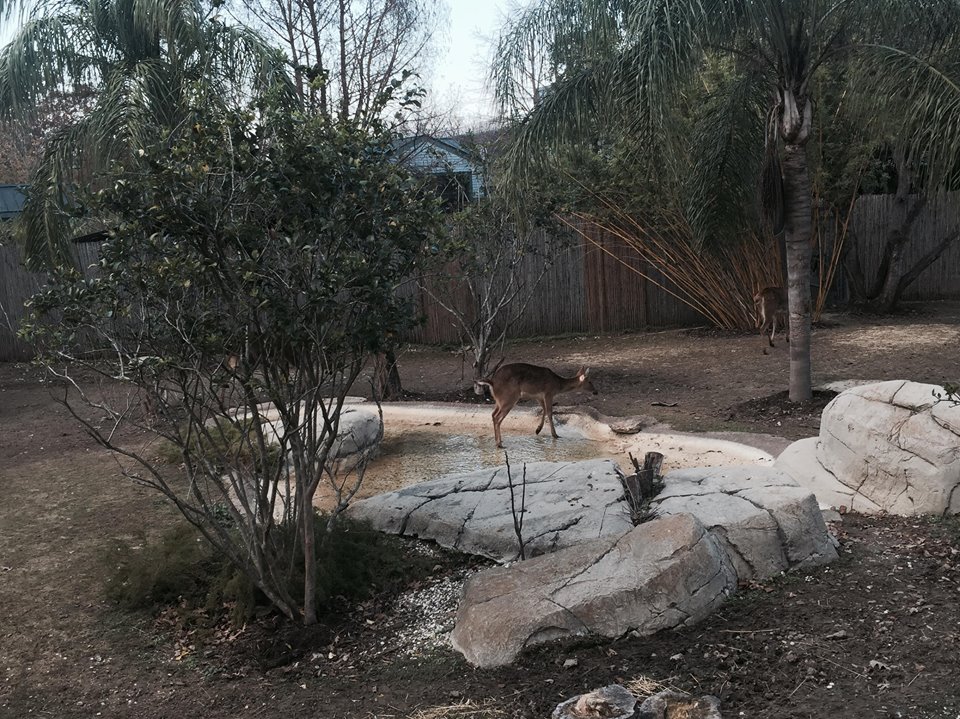 Asian Domain- Barashinga Deer