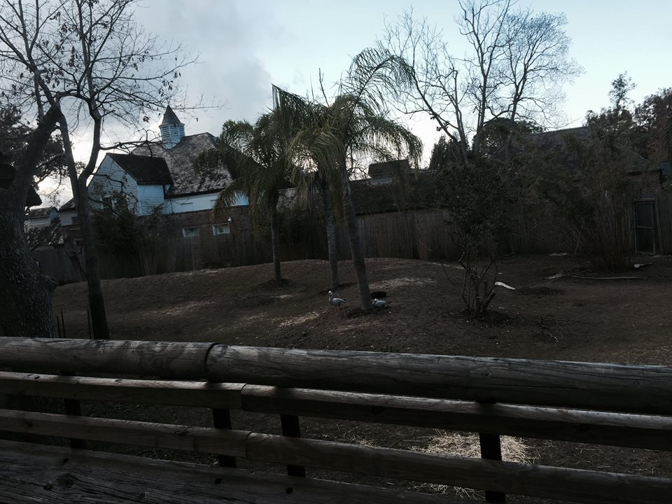 Asian Domain- Barashinga Deer