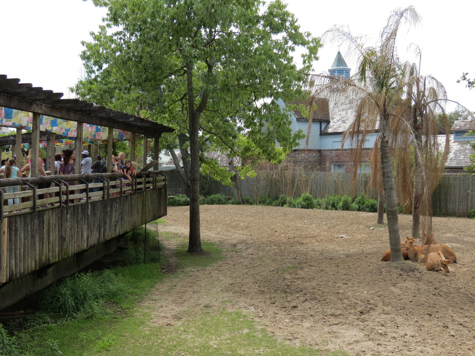 Asian Domain - Barasingha and Bar-headed Goose Exhibit