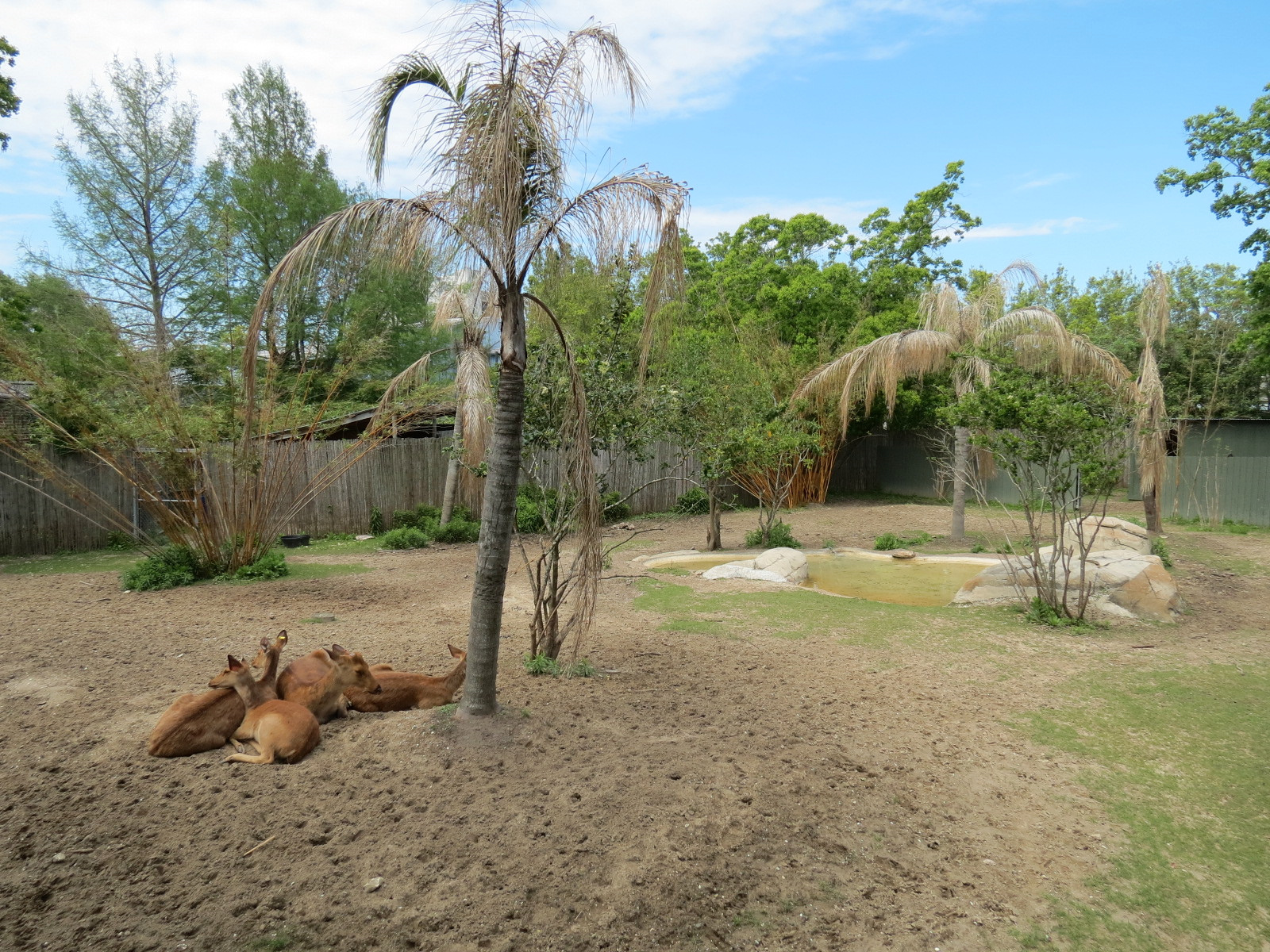 Asian Domain - Barasingha and Bar-headed Goose Exhibit