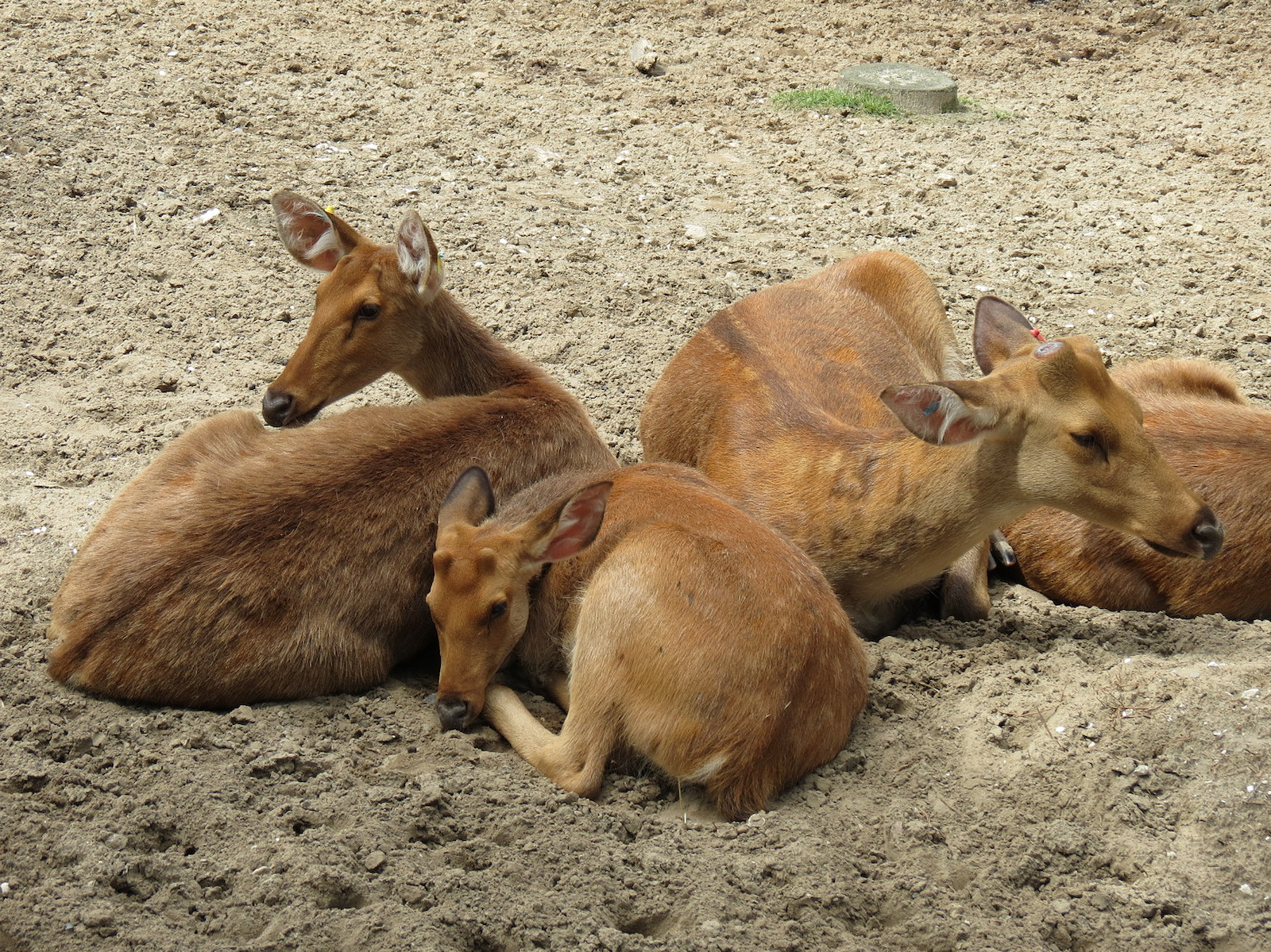 Asian Domain - Barasingha and Bar-headed Goose Exhibit