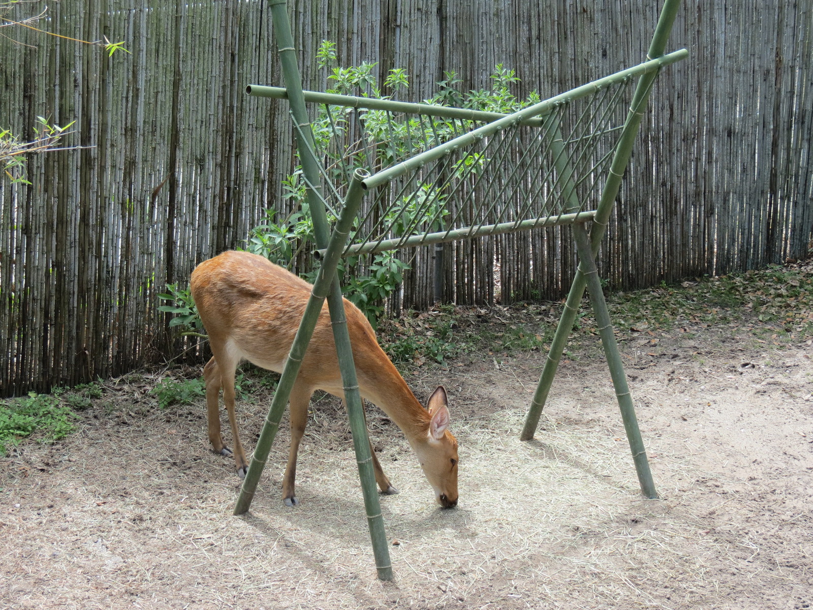 Asian Domain - Barasingha and Bar-headed Goose Exhibit