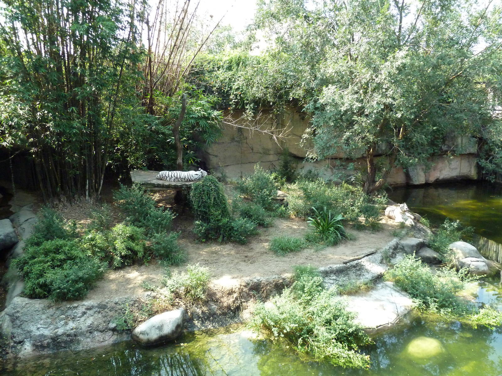 Asian Domain - Bengal Tiger Exhibit
