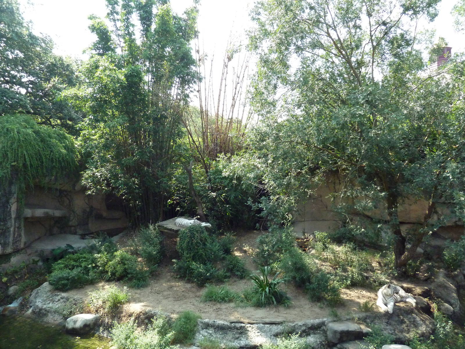 Asian Domain - Bengal Tiger Exhibit