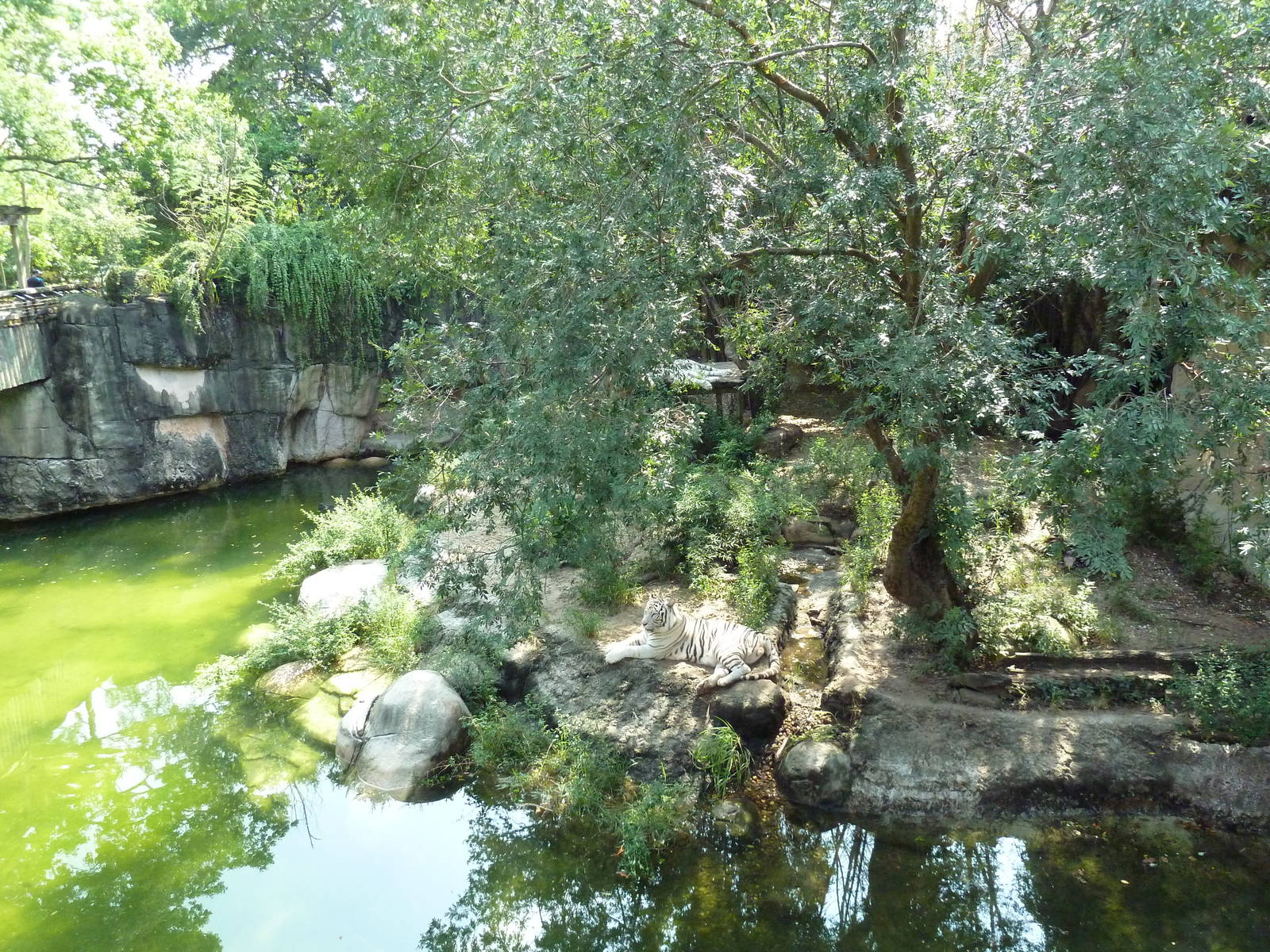 Asian Domain - Bengal Tiger Exhibit