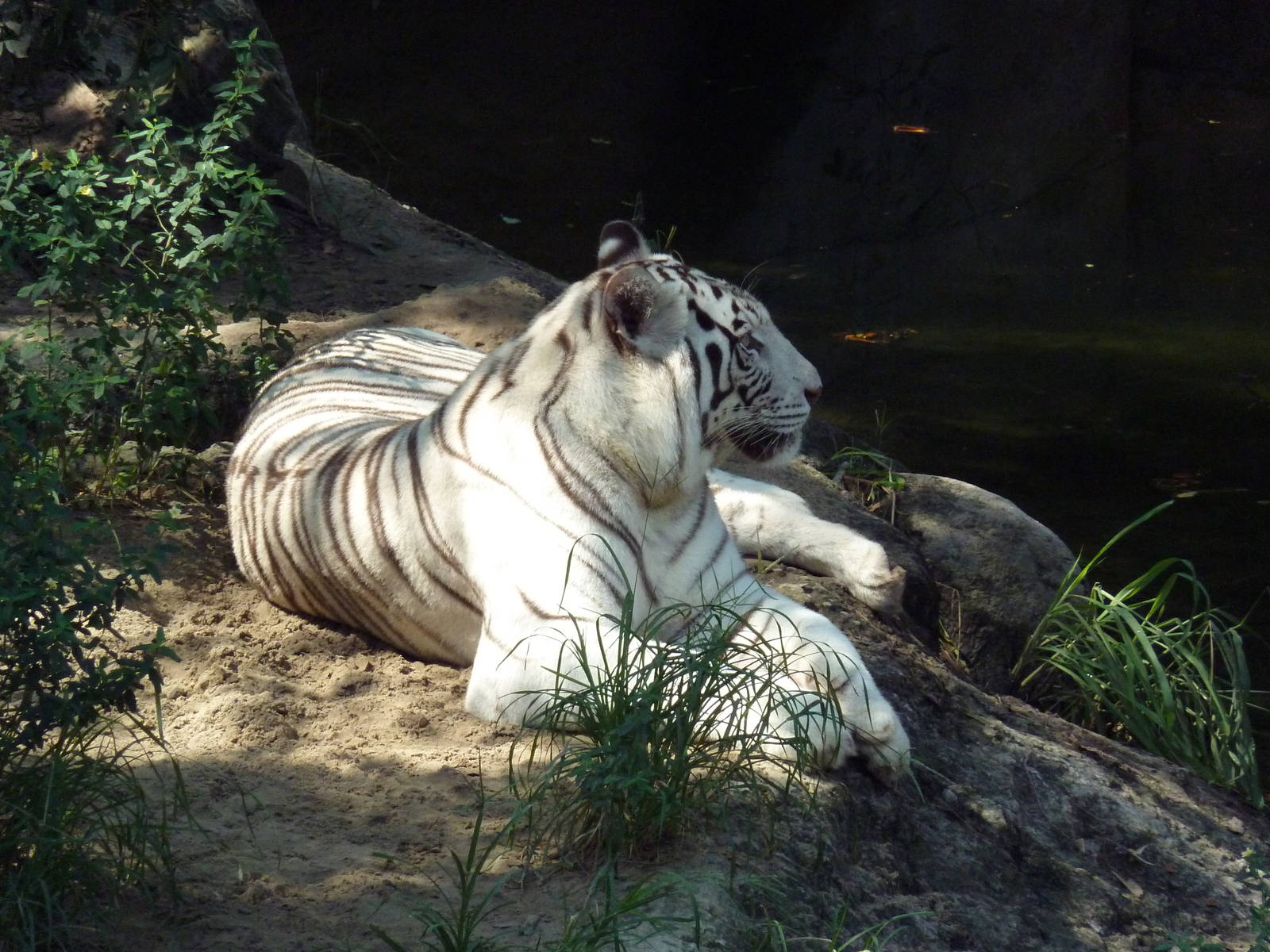 Asian Domain - Bengal Tiger