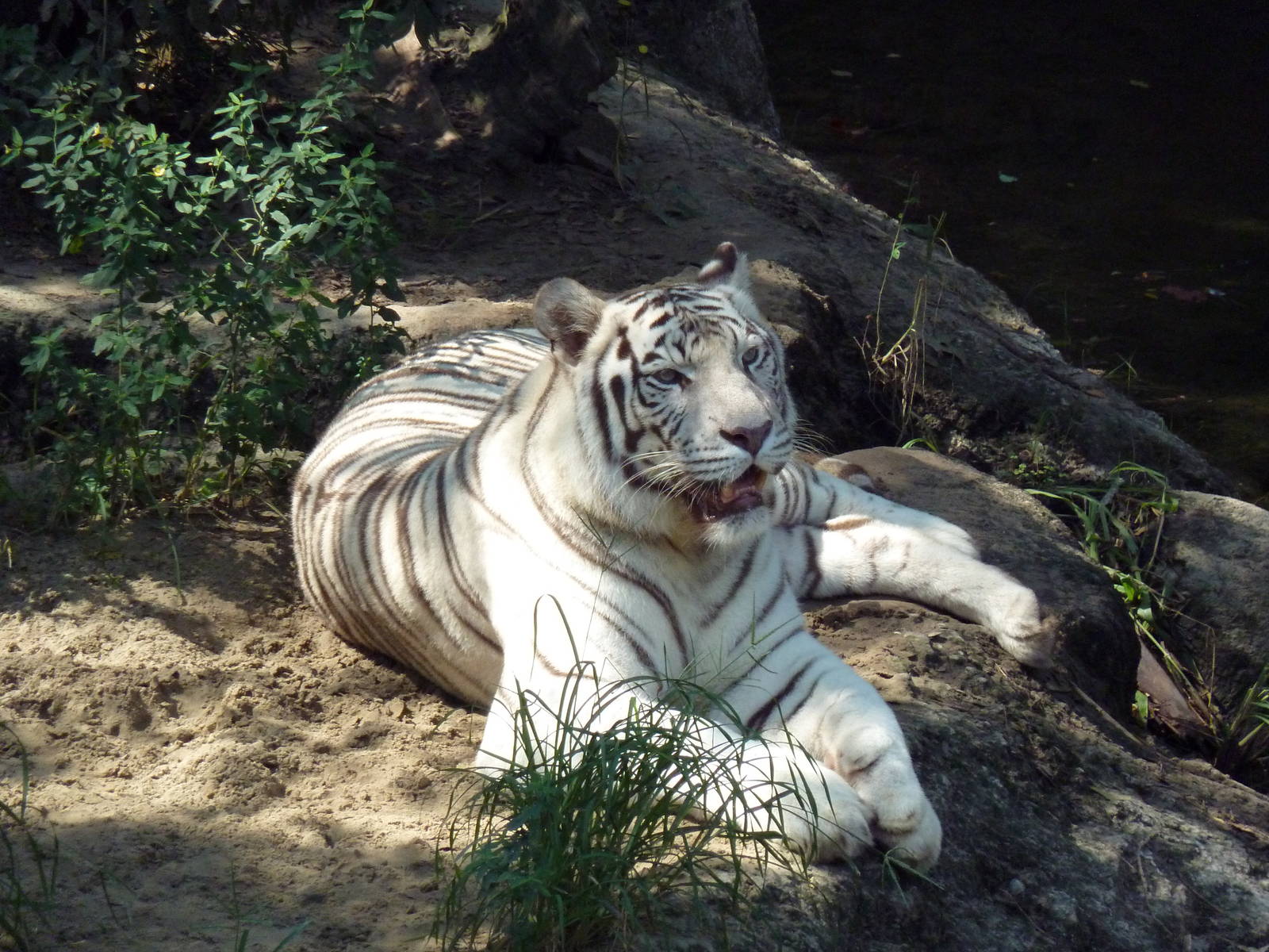Asian Domain - Bengal Tiger