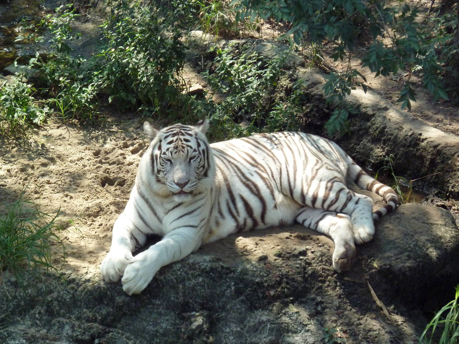 Asian Domain - Bengal Tiger