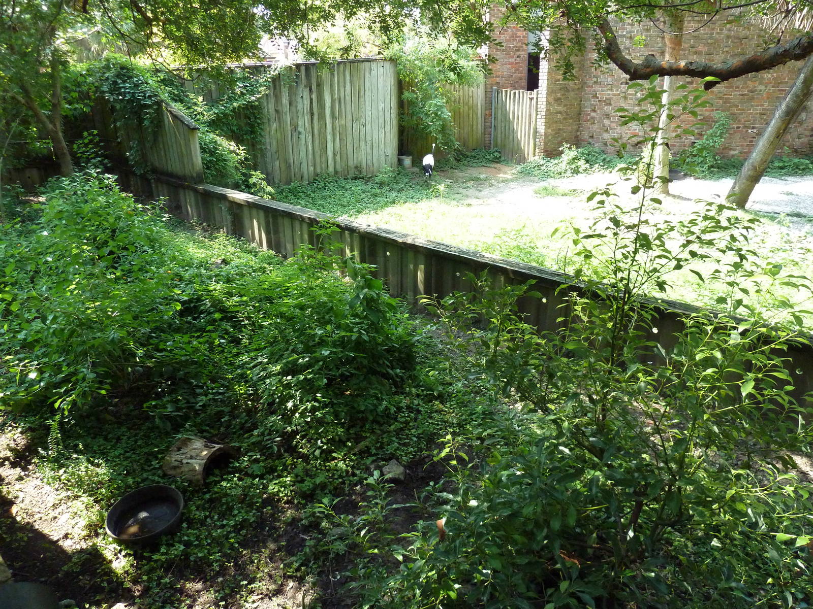 Asian Domain - Burmese Mountain Tortoise Exhibit