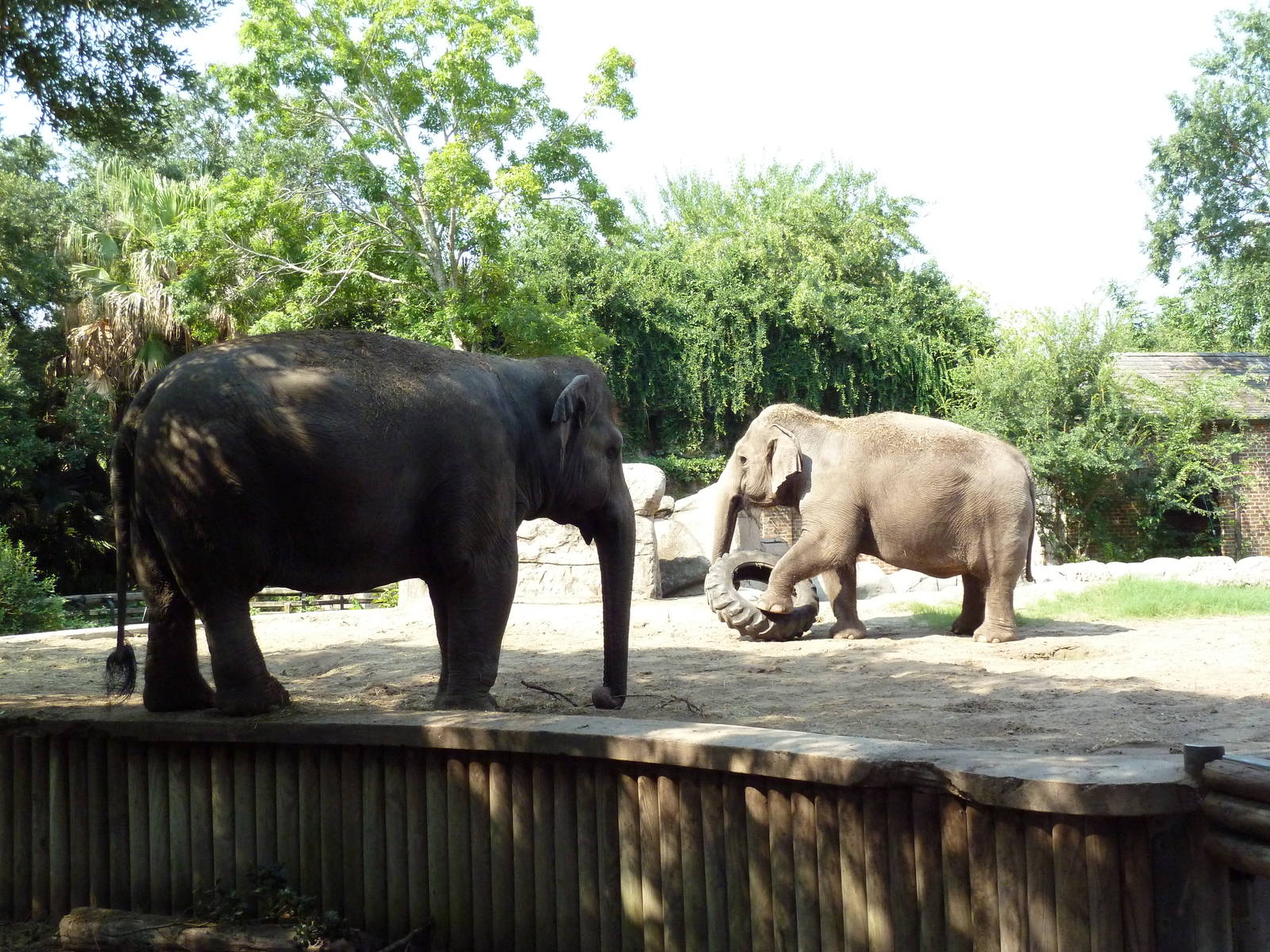 Asian Domain - Elephant Exhibit