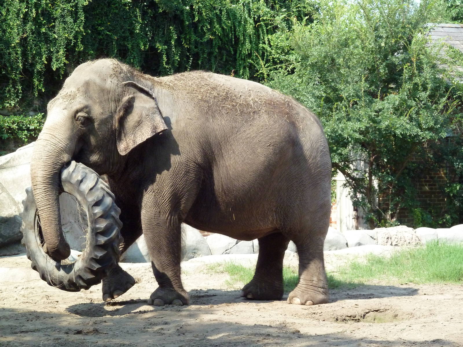 Asian Domain - Elephant