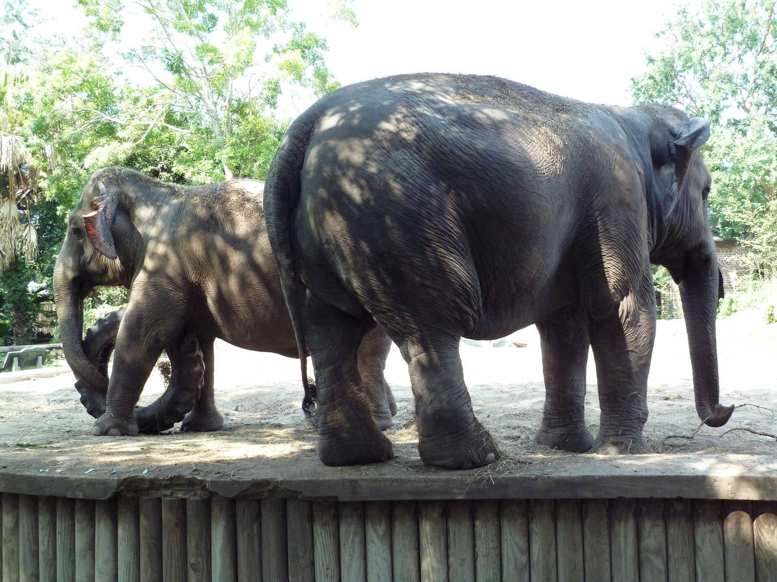 Asian Domain - Elephants