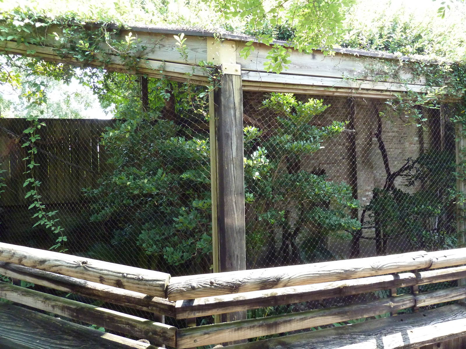 Asian Domain - Great Indian Hornbill Exhibit