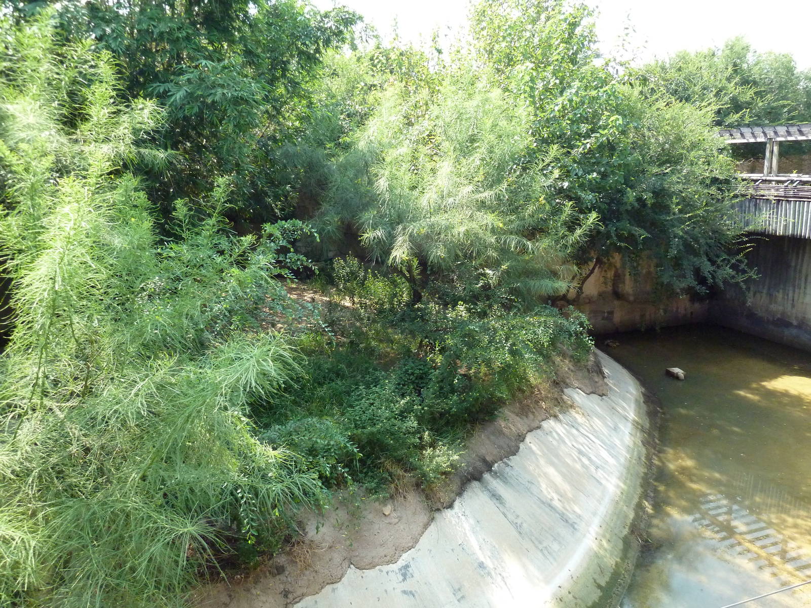 Asian Domain - Lion Exhibit
