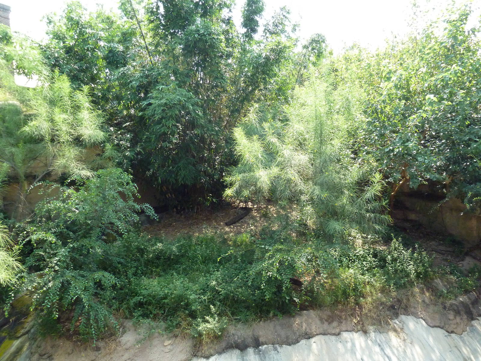 Asian Domain - Lion Exhibit