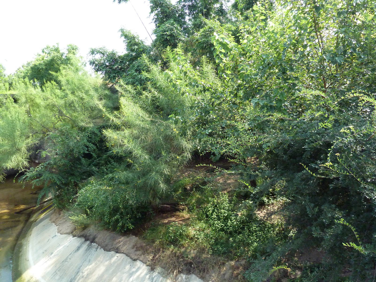 Asian Domain - Lion Exhibit