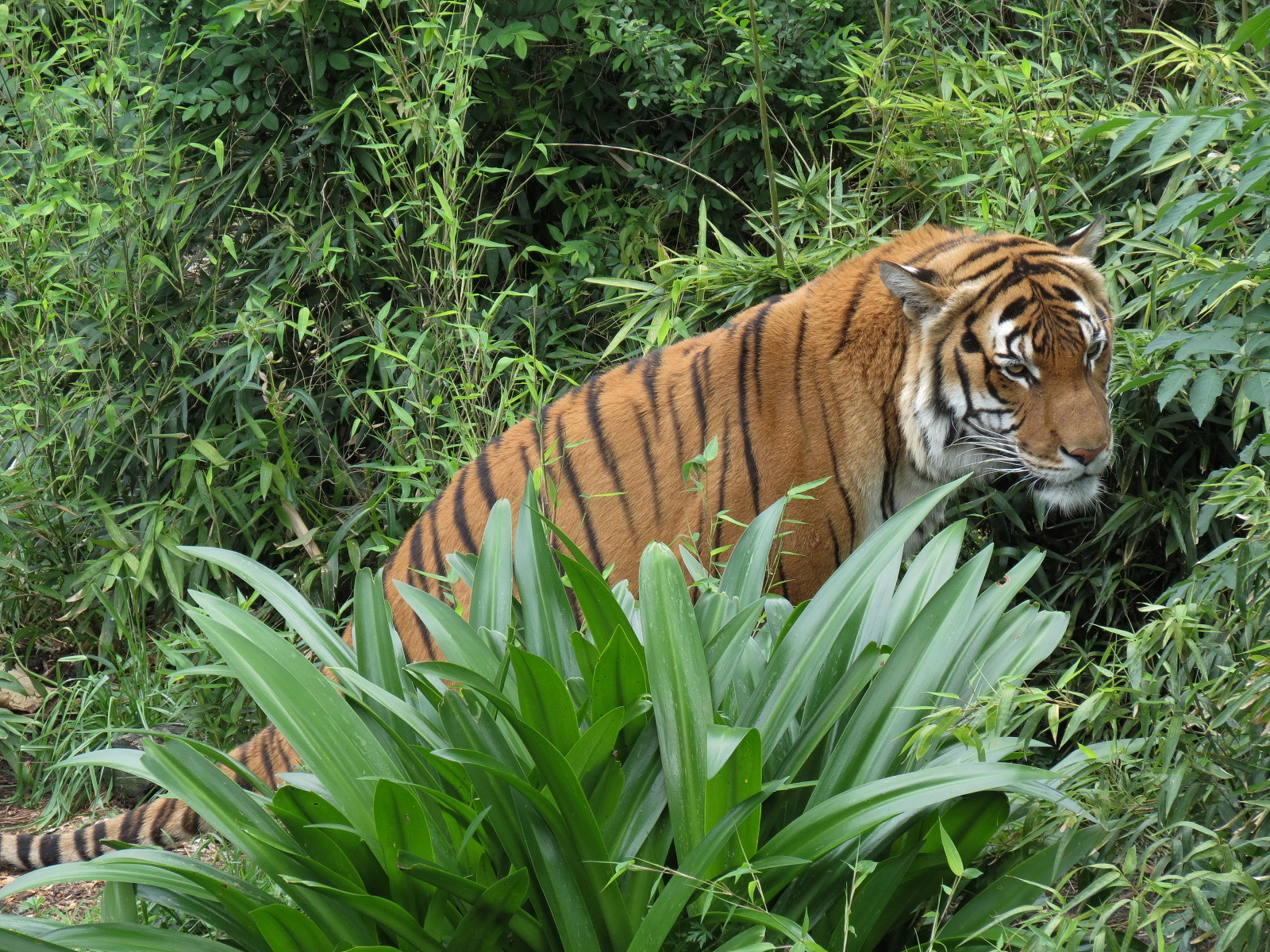 Asian Domain - Malayan Tiger Exhibit