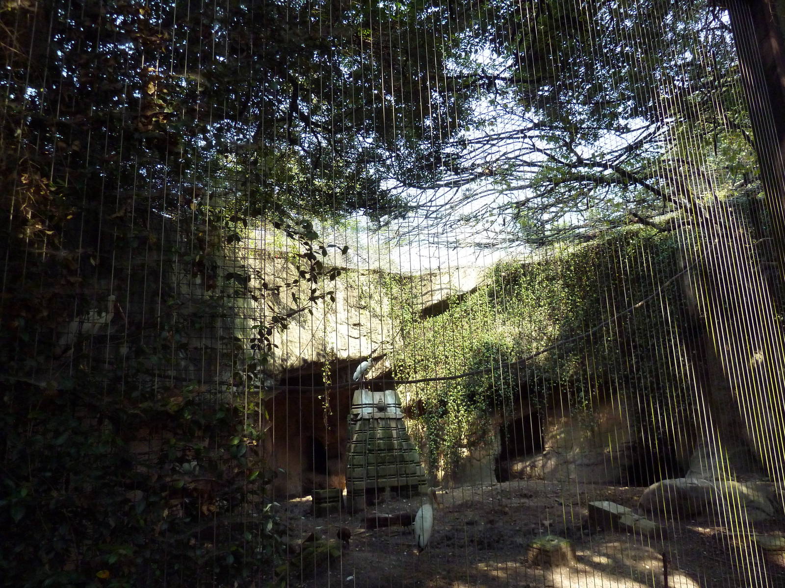 Asian Domain - Milky Stork/Babirusa Exhibit