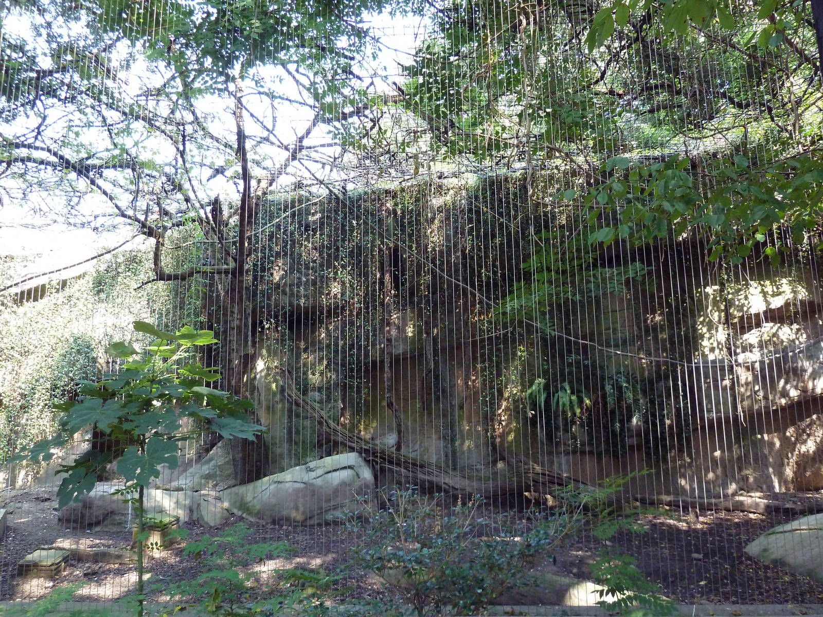 Asian Domain - Milky Stork/Babirusa Exhibit