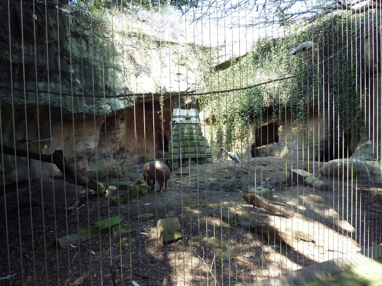 Asian Domain - Milky Stork/Babirusa Exhibit